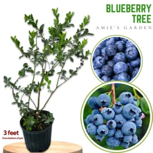 Blueberry Tree 3 Gallon Live Fruit Bush - Outdoor Sweet Blueberries - Not Ship CA