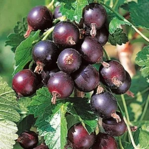 Jostaberry Gooseberry Bush Live Plant - Well Rooted Bare Root - Thornless Berry Bush for Planting