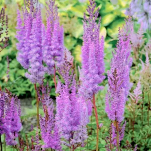 Purple Candles Astilbe Bulbs - 1 Bulb Pack - Easy to Grow Flowering Plant