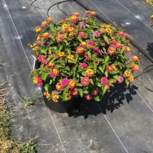 Lantana Rose Plant Live Perennial Outdoor Flowers 4-6 Inch
