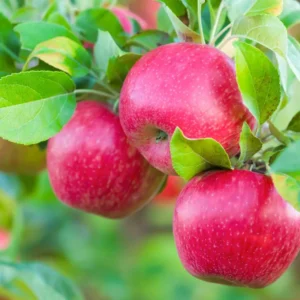 Crimson Crisp Apple Tree Bare Root - 2-3 ft Tall - Red Apples - Perennial