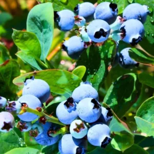 Live Blueberry Plant - 4 Inch Potted Highbush Variety for Outdoor Planting
