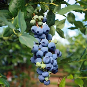 Sweetheart Blueberry Plant Live for Planting, Large Sweet Crisp Blueberries, Early-Season Harvest, High Yield, Live Plant 4 Inch Potted