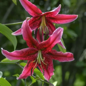 Miss Feya Orienpet Lily Flower Tubers – 3 Bulbs per Pack