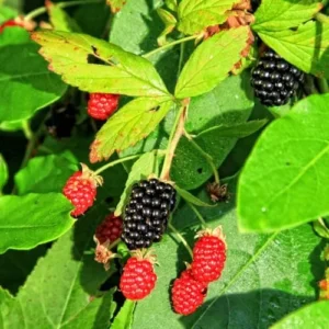 Triple Crown BlackBerry Bush Live Plant 1 Gallon Small Pot, Thornless BlackBerry Plants Live Fruit Tree for Planting Indoor Outdoor Garden Perennial