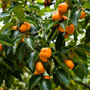 American Persimmon Tree - 6 Inch Tall in Pot Live Plant - Cold Hardy, Native Common Persimmon Fruit Seedling - Diospyros virginiana