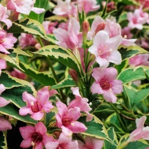 Variegated Weigela Plant - Bush Plant - 4 Inch Pot - Garden Shrub