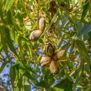 Creek Pecan Tree Live Bare Root - Edible Nut Tree - 3-4 ft Tall for Planting