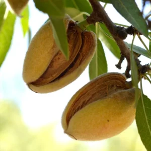 Texas Mission Almond Tree Live 3-4 Feet Tall - Bare Root - Tree Plant Healthy Plants Home Landscape Gardening Nuts Almonds Garden