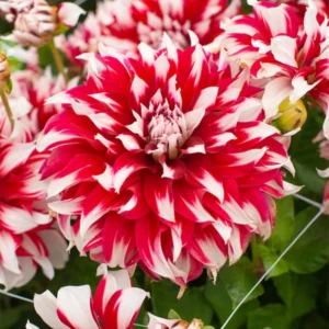 X Factor Dahlia Flower Bulb for Planting - 1 Bulbs Per Pack