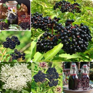 Nova Elderberry Plant Live - 8-12 Inch Bare Root - Sweet Black American Elderberry Fruits Tree