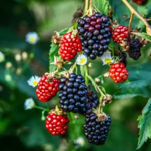 Triple Crown Thornless Blackberry Plant 1 Gallon Small Potted Fruit