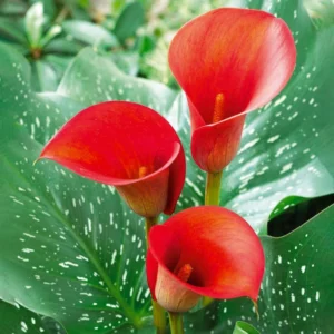Red Alert Calla Lily Flower Bulbs - 3 Bulbs per Pack Vibrant Blooms