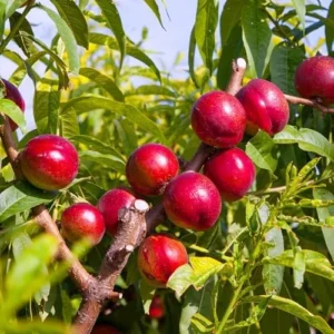 Mericrest Nectarine Tree - 2-3 ft Nursery Pot - Cold Hardy & Sweet