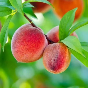 Burbank July Elberta Peach Tree - Fruit Tree - 1.5 to 3 Feet Tall