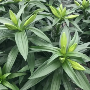 Easter Lily Flower Bulbs - 1 Lilies Bulbs per Pack - PRE-Chilled Bulbs Ready to Grow Indoors - Pleasantly Scented - Attracts Butterflies and Hummingbirds - Grows Well in Containers