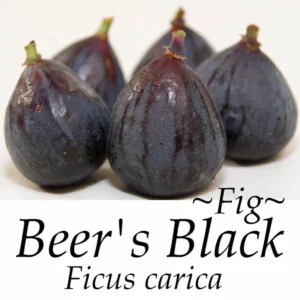 Beer's Black Fig Tree - Ficus Carica Plant 1.5 to 3 Ft - Edible Fruit