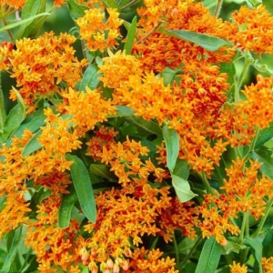 Gay Butterflies Butterfly Weed Flower Bulbs - 5 Bulbs Per Pack - Perennial Garden Flower Root