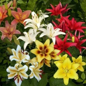 Mixed Asiatic Lilies Super Pack (8 Pack of Bulbs) - Freshly Dug Perennial Lily Flower Bulbs