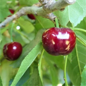 Cherry Utah Giant Tree - Grafted Fruit Tree - 3-4 ft Tall - 3 Gal Pot