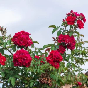 Don Juan Climbing Rose Bush - Live Outdoor Plant 4-10 Inch Tall