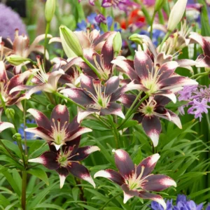 Asiatic Lily Bulbs - 3 Bulbs Per Pack - Easy To Grow Flowers