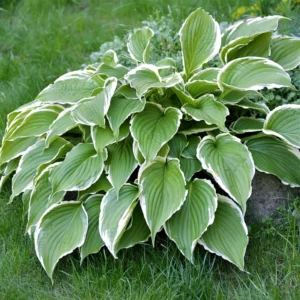Patriot Hosta Bulb - 1 Bulbs per Pack - Shade Loving Plant