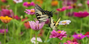patriotic-flowers-that-attract-pollinators