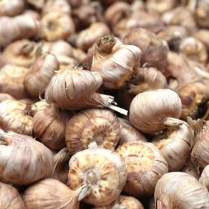 Mixed Gladiolus and Calla Lily Flower Bulbs - 30 Bulbs per Pack - Garden Variety