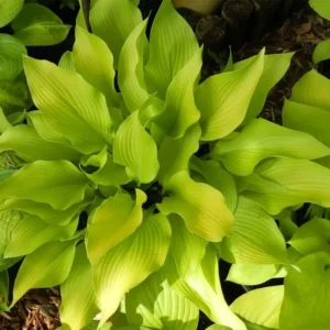 Sun Power Hosta Bulbs - 1 Bulb Pack - Easy to Grow Shade Plant