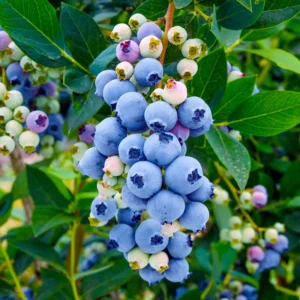 Misty Blueberry Bush Live Plant - 4 Inch Potted Sweet Blueberry Seedling