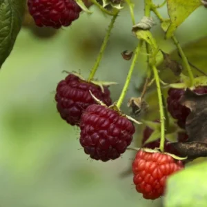 Crimson Night Raspberry Plant Live - 4 Inch Pot - Edible Berry Bush