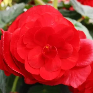 Red Hanging Begonia Flower Bulbs - 3 Bulbs per Pack - Easy Grow Outdoor Garden Plants