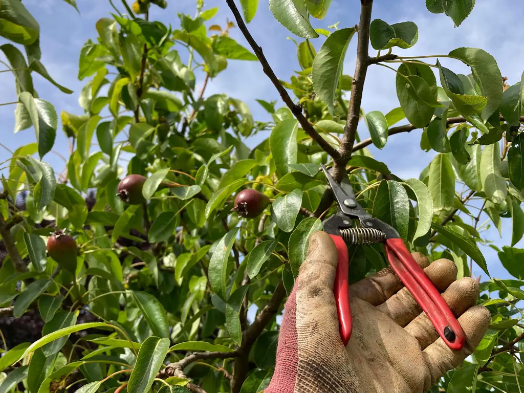 prune pear trees