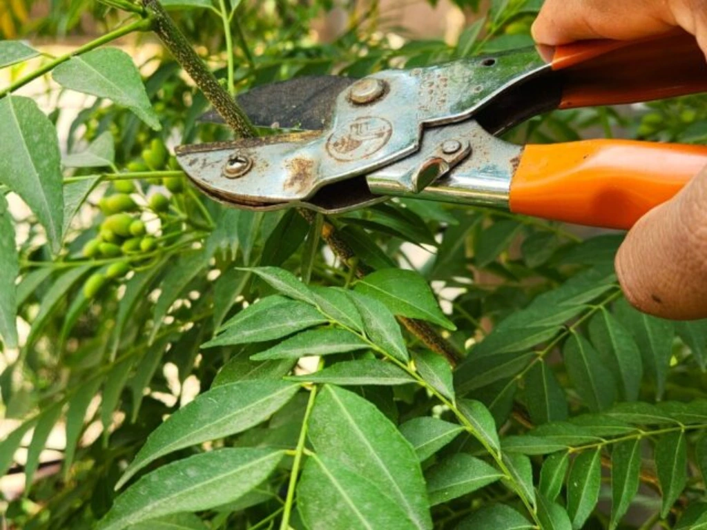 pruning Curry leaf plant