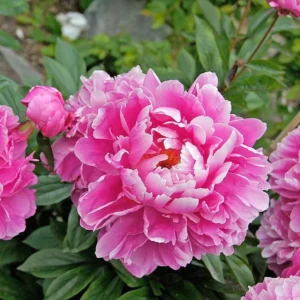 Pink Peony Flowering Bulbs - 1 Bulbs Per Pack - Garden Peony