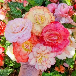 Samba Mixed Begonias Flower Bulbs - 3 Bulbs Per Pack - Colorful Begonia Samba