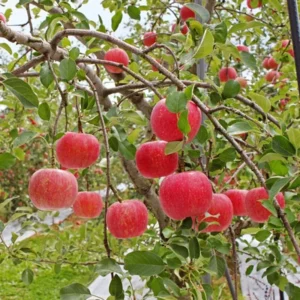 September Wonder Fuji Apple Tree Bare Root 4 to 5 Feet