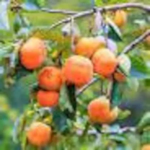 Fuyu Jiro Persimmon Tree - 3-4 ft Tall - Bigger Trunk - 3 Gal Pot