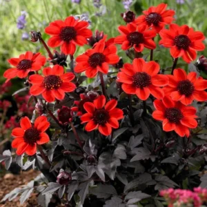 Pulp Fiction Dahlia Flower Tubers - 3 Bulbs Per Pack - Easy to Grow Live Plant