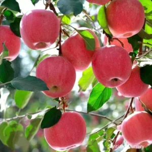 September Wonder Fuji Apple Tree Bare Root 4 to 5 Feet