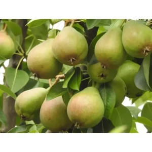 Dwarf Bartlett Pear Tree Bare Root - 4 to 5 Feet Tall Fruit Tree