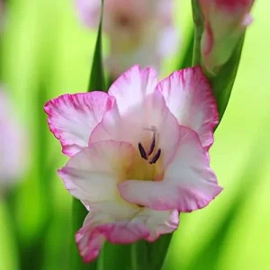 Priscilla Gladiolus Bulbs - Perennial Flower Bulbs - Pack of 10 for Planting