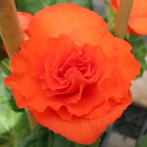 Orange Double Begonia Flower Bulbs - 3 Tubers per Pack - Vibrant Blooms