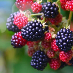 Triple Crown BlackBerry Bush Live Plant 1 Gallon Small Pot, Thornless BlackBerry Plants Live Fruit Tree for Planting Indoor Outdoor Garden Perennial
