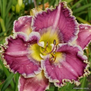 Ring the Bells of Heaven Daylily Bulbs - 1 Pack - Easy To Grow