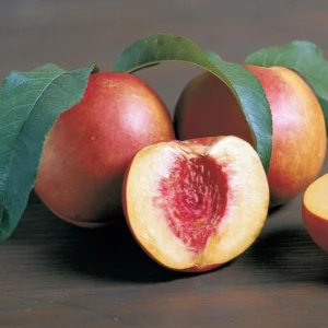Red Gold Nectarine Tree - Live Bare Root Fruit Plant 4-5 ft Tall
