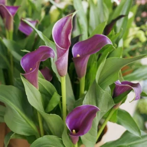 Purple Sensation Calla Lily - 3 Bulbs per Pack - Rich Purple Blooms - Easy Grow