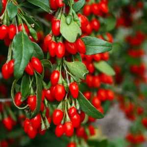 Vermilion Sunset Goji Plant 1 Quart Potted