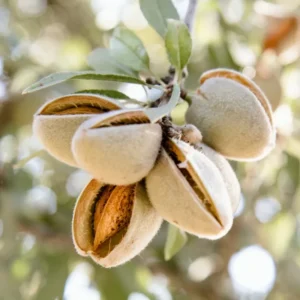 Texas Mission Almond Tree Live 3-4 Feet Tall - Bare Root - Tree Plant Healthy Plants Home Landscape Gardening Nuts Almonds Garden